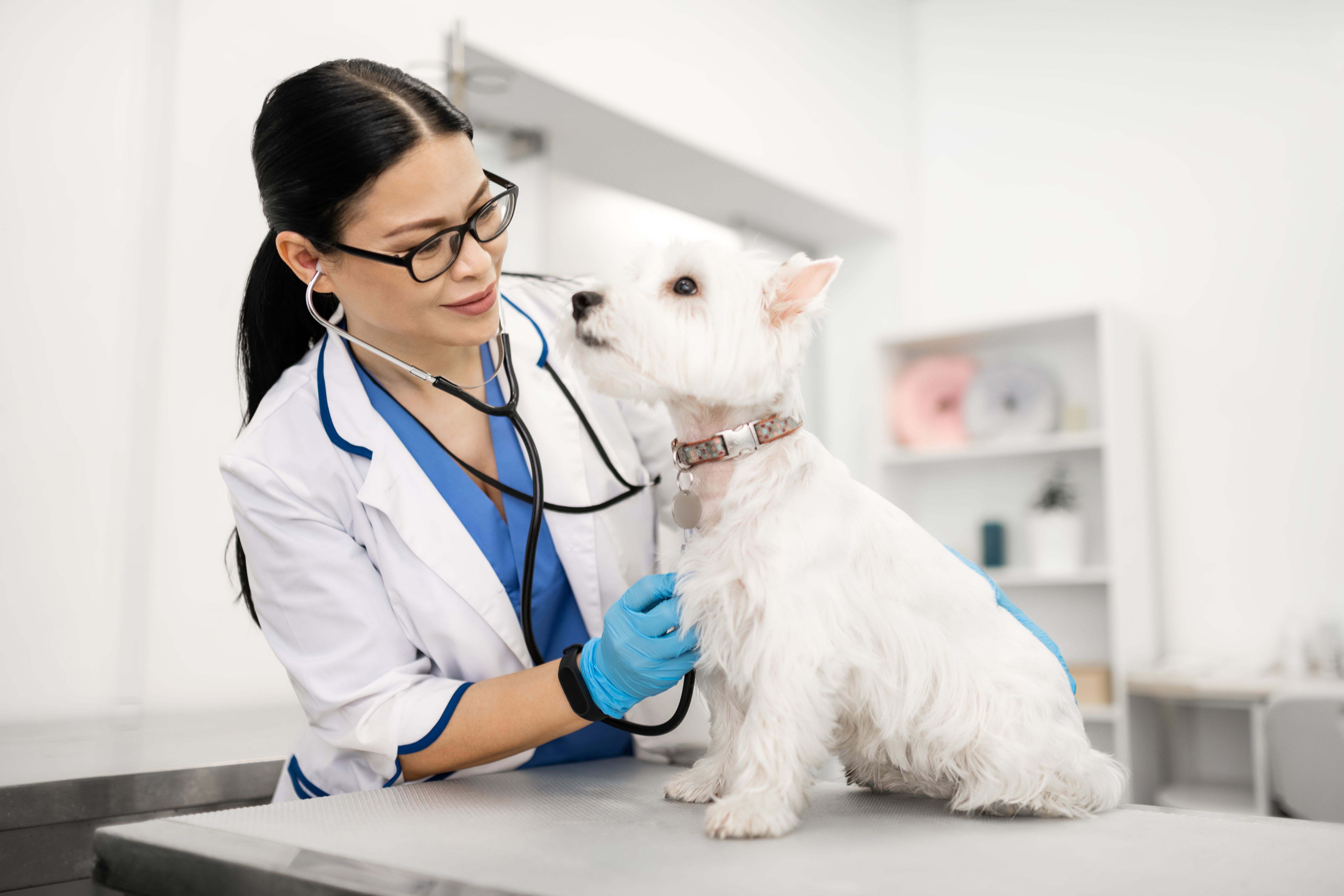 Dr. Kelly Hood, professionnelle vétérinaire avec un chien